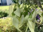 Kaka Schnabel - weiße Blüten - 25 Samen - Clianthus puniceus alba - aus Neuseeland