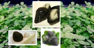 Schwarze Erdbeere winterharte Pflanzen, Gemüse Obst aus Nachhaltigem Anbau Samen