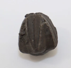 Blastoid, Pentremites angustus, Karbon, Greenleaf Lake, Oklahoma, USA-k974 - Picture 1 of 6