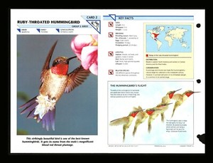 Ruby Throated Hummingbird Wild Life Fact File Bird Animal Card Home School Study