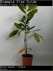 Black Sapote - Superb (Diospyros digyna) Fruit Tree Plant (Grafted) - Picture 1 of 5