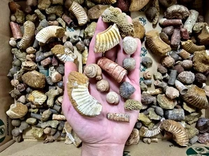 Mezcla de fósiles a granel marroquí surtido braquiópodos de amonita gastrópodos y más - Imagen 1 de 8