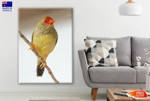 Beautiful Gouldian Finch Bird Canvas Collection Home Decor Wall Print Art - Picture 1 of 2