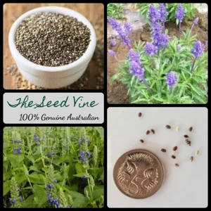 100+ CHIA SEEDS CERTIFIED ORGANIC (Salvia hispanica) For Growing Plant NON GMO - Picture 1 of 3