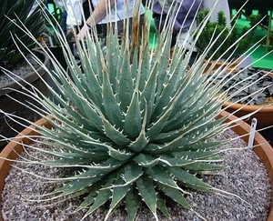 Agave Utahensis Eborispina exotic succulent rare cactus seed plant aloe 50 SEEDS - Picture 1 of 2