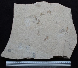 Unprepared Coccodus 104 Crusher Fish +Worm +8 Shrimps Cretaceous Fossils Lebanon - Picture 1 of 8