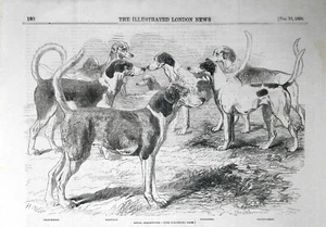 PERROS - STAGHOUNDS REALES: (foxhounds bien criados); estampado antiguo de 1856 - Imagen 1 de 1