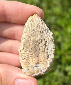 NICE Fossil Crinoid Zeacrinus wortheni Alabama Bangor Limestone Formation - Picture 1 of 8