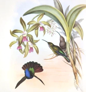John Gould LAZULINE SABRE-WING Hummingbirds Vintage Art Print Bookplate 44 - Picture 1 of 3