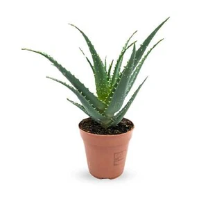 Aloe arborescens - Torch Aloe - Picture 1 of 7