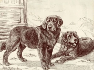 Tibetan Terrier | Spaniel - CUSTOM MATTED - Dog Art Print - Langley - NEW - Picture 1 of 1