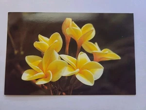 Hawaii HI Yellow Plumeria Blossoms Postcard Old Vintage Card - Picture 1 of 2