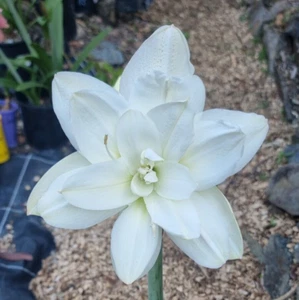 Maguires Double Hippeastrum 'Eskimo Prince' 12 Month Old Offset. Sought After - Picture 1 of 5
