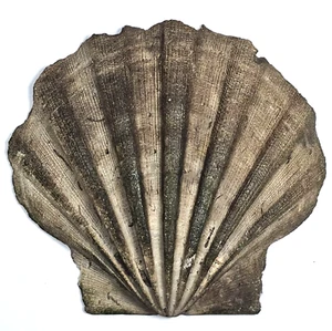 PETITE Scallop Fossil | Chesapecten Jeffersonius | Pliocene | 2.75 x 3.0" - Picture 1 of 3