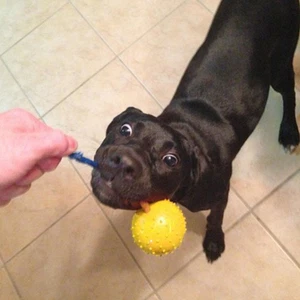 Bola de dentición de goma resistente a las mordeduras para perro con cuerda bola de juguete para masticar - Imagen 1 de 12