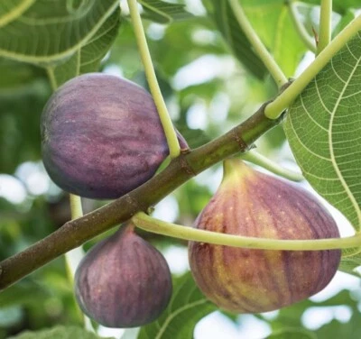 Brown Turkey Fig ( ficus carica ) - Live Plant - ( 1 QT ) - Image 1 of 4