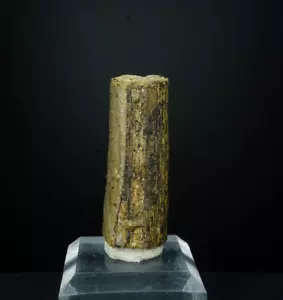 Calamiten Stammabschnitt / Ouachita Mountains, Oklahoma / Fossil Specimen - Bild 1 von 3