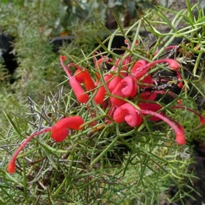 Wilson Grevillea (Grevillea wilsonii) 10 seeds - Picture 1 of 3