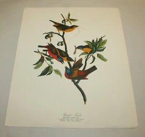 VINTAGE AUDUBON Vogeldruck BEMALT FINK - Bild 1 von 4