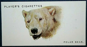 EISBÄR Vintage 1931 illustrierte Wildkarte KE25M - Bild 1 von 2