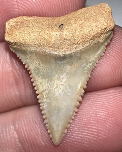 PRISTINE Fossil CHILEAN GREAT WHITE SHARK TOOTH 1.03 INCHES Megalodon Era! - Picture 1 of 3