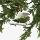 Quacker Parrot Sleeping Angel Car Ornament Parrot Angel Wings Christmas Ornament