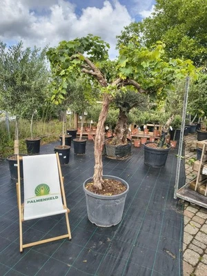 Vitis vinifera vite antica 200-240 cm pianta uva uva frutta mediterranea - Immagine 1 di 4