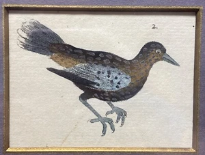¡1786!!!  Grabado cobre ornitología coloreada a mano - Cascanueces - Pájaro - Imagen 1 de 6