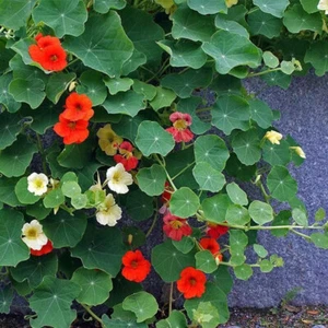 Nasturtium Seeds, 100 Seeds, Tropaeolum Majus Jewel Mix, Showy Annual Flower - Picture 1 of 6