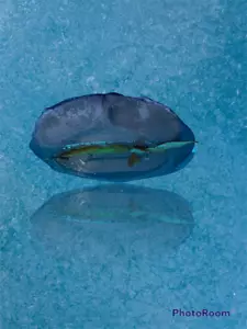 Pool Filter Bonnet - Picture 1 of 5