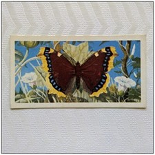 Brooke Bond British Butterflies #24 Camberwell Beauty Tea Card (A) (CC121)