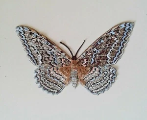 Ghost Moth Thysania Agrippina White Witch Insect Handmade Embroidered Patch - Picture 1 of 9