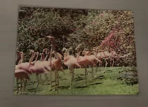 Vintage 3D FL Postcard Flamingo Lenticular Flamingos Parrot Jungle Miami - Picture 1 of 7