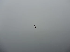 Unruhwelle für FHF 70, 701, Sup. sh., balance staff, Ronda 3199 - Picture 1 of 2