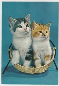 Cats; Two Kittens In Hand Basket PPC By Kruger, Unposted, c 1960's - Picture 1 of 2