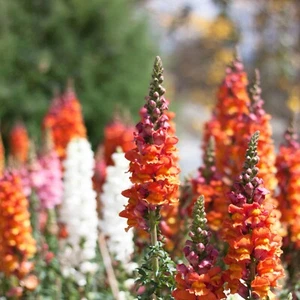 Snapdragon Blumensamen - 1000+ Mix Erbstück Antirrhinum majus Samen, Blumenbeet - Bild 1 von 3