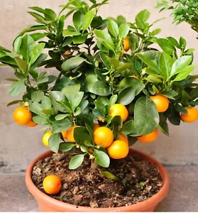 Dwarf Clementine Mandarin 15 Seeds Indoor House Plant Outdoor Plants Tree RARE - Bild 1 von 4