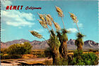 Vtg Postcard Memet California, Spanish Bayonet, Desert Yuca Continental Unp