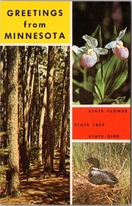 Vintage Minnesota Gruß Postkarte Staat Blume, Baum & Vogel - 1973 MN Abgebrochen - Bild 1 von 2