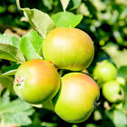 Bramley's Seedling Apple Tree 4-5ft Ready to Fruit, The Most Popular Cooker