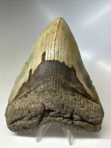 Megalodon Haizahn 5,58 Zoll riesig - buntes Fossil - echt - selten 16620 - Bild 1 von 8