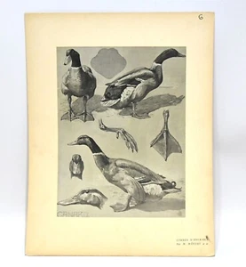 VINTAGE 1911 MATHURIN MEHEUT "ETUDES D'ANIMAUX DUCK DRAWING STUDY LITHOGRAPH  - Picture 1 of 4