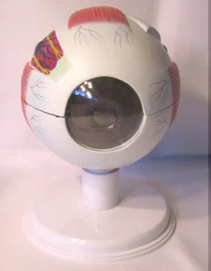 Menschliches Auge Augapfel Expansion Anatomie Anatomisches Modell Medizinische Optometrie Display - Bild 1 von 2
