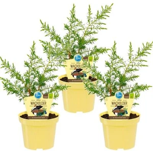 Bio-Grill-Wacholder, (Juniperus communis ’Meyer‘), im 12cm Topf, 3 Pflanzen im S - Bild 1 von 2