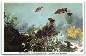 Cartolina: GIARDINI MARINI, NASSAU, BAHAMAS. (Foto di J. E. Williamson). - Foto 1 di 2