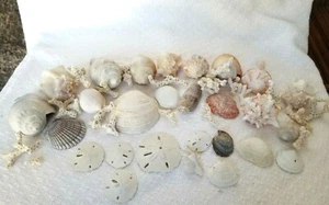   SEA SHELLS 29 DIFFERENT VARIETIES, COLORS, SIZES 1" to 4" &  WHITE CORAL 20   - Picture 1 of 7