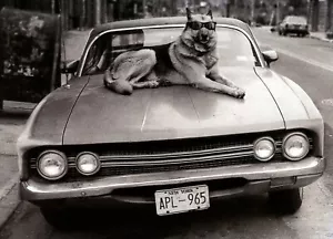 Cool HAPPY BIRTHDAY Card, German Shepherd Classic Car New York by Avanti +✉ - Picture 1 of 5