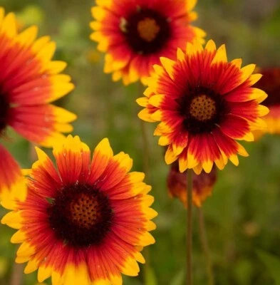 Blanket Flower - Perennial Bare Root Live Garden Plant - Image 1 of 4