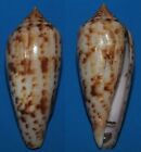 Tonyshells Seashells Conus Phuketensis Cone Snail 68Mm Rare F++ Marine Specimen