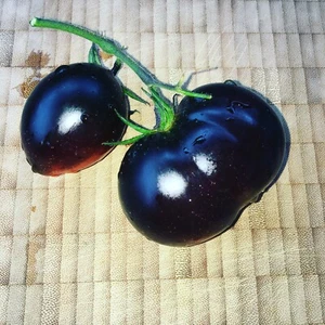 Semillas de tomate azul índigo hermoso juego de colores en azul-amarillo púrpura - Imagen 1 de 3